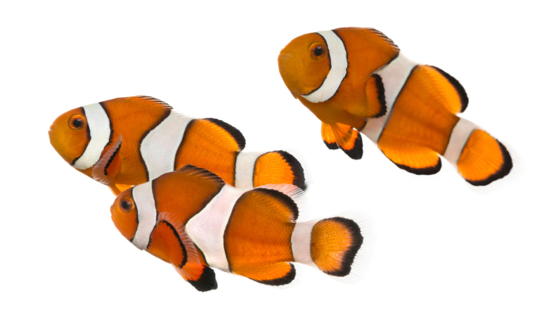 Group of Ocellaris clownfish, isolated on white