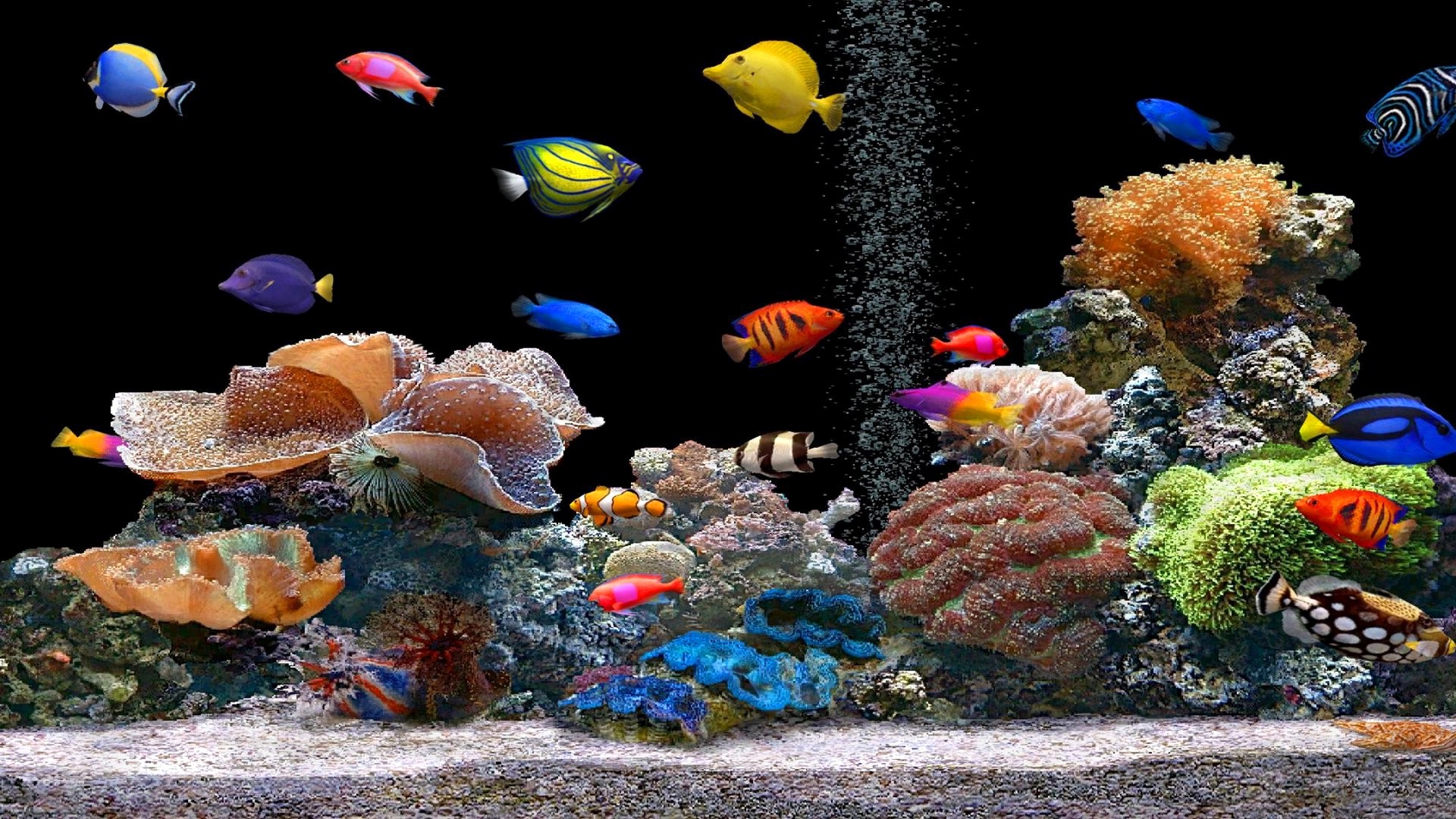 Aquarium-Fish-Corals-Wide