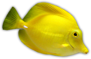 fish-trans